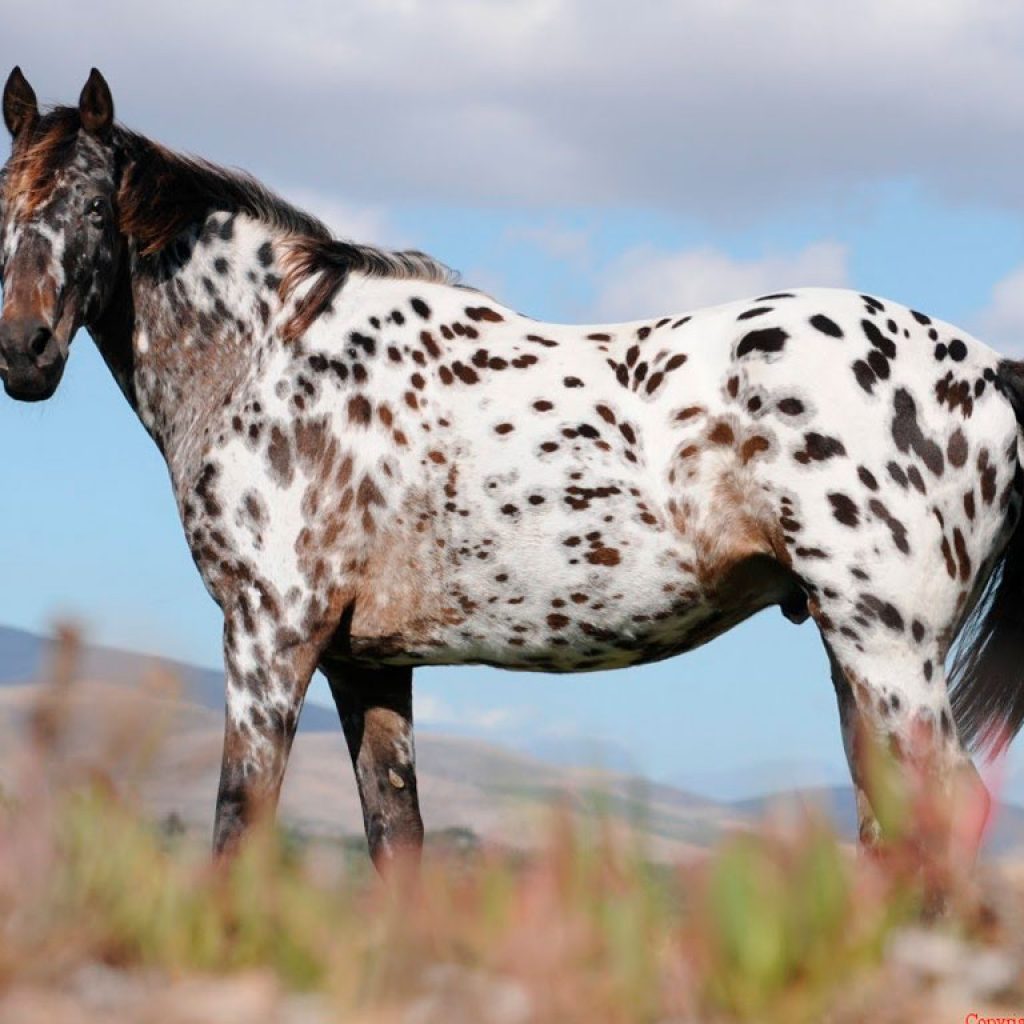 Cavallo Appaloosa