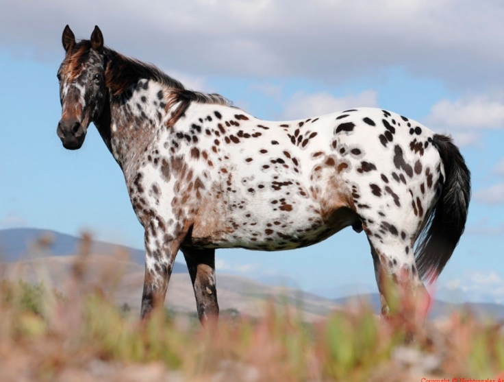 Cavallo Appaloosa Cavalli a Roma 2020